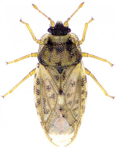 Réf. 216 597 : Piesma maculatum